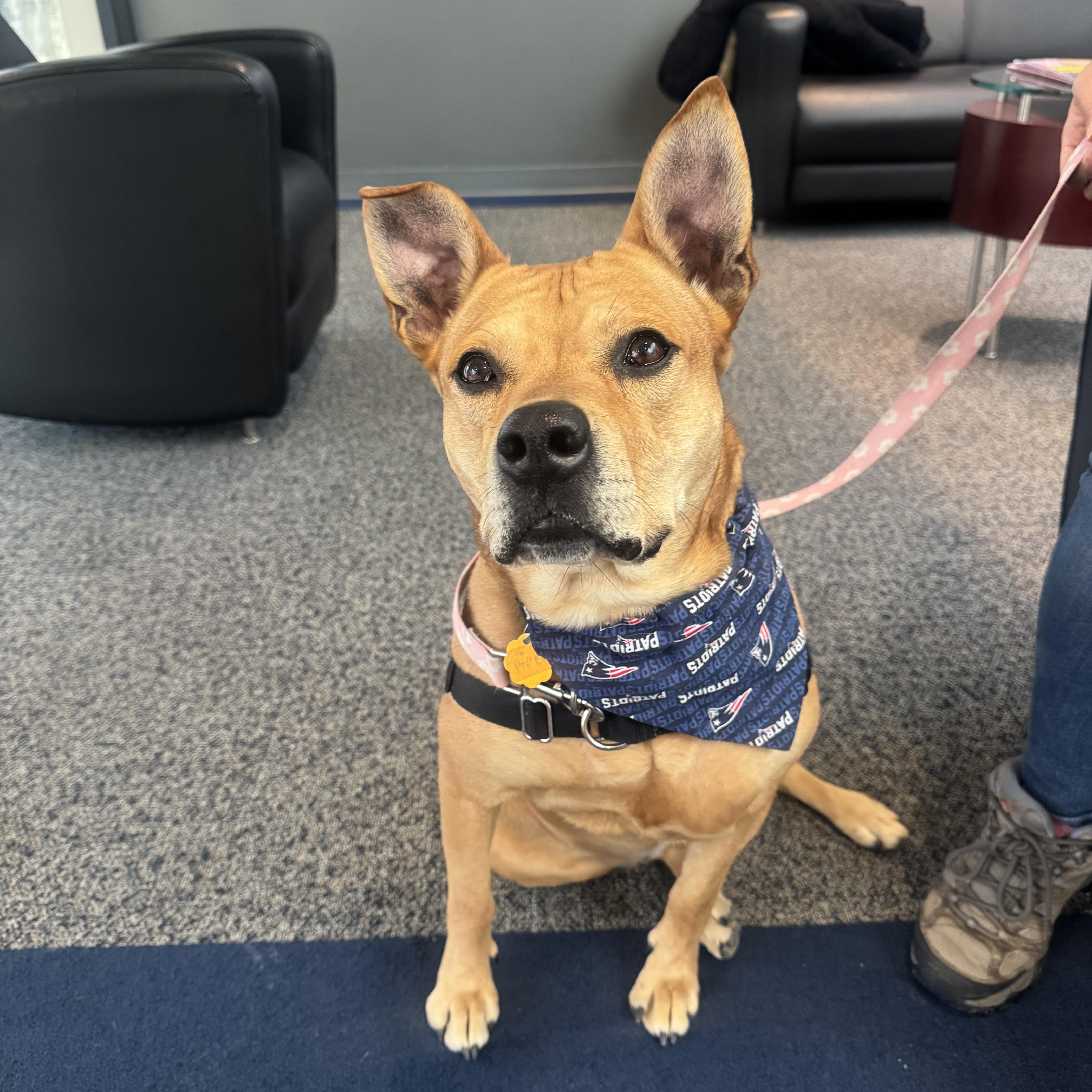 Enlarge Piper, a ADOPTABLE mixed breed in Salem, NH image 2/6