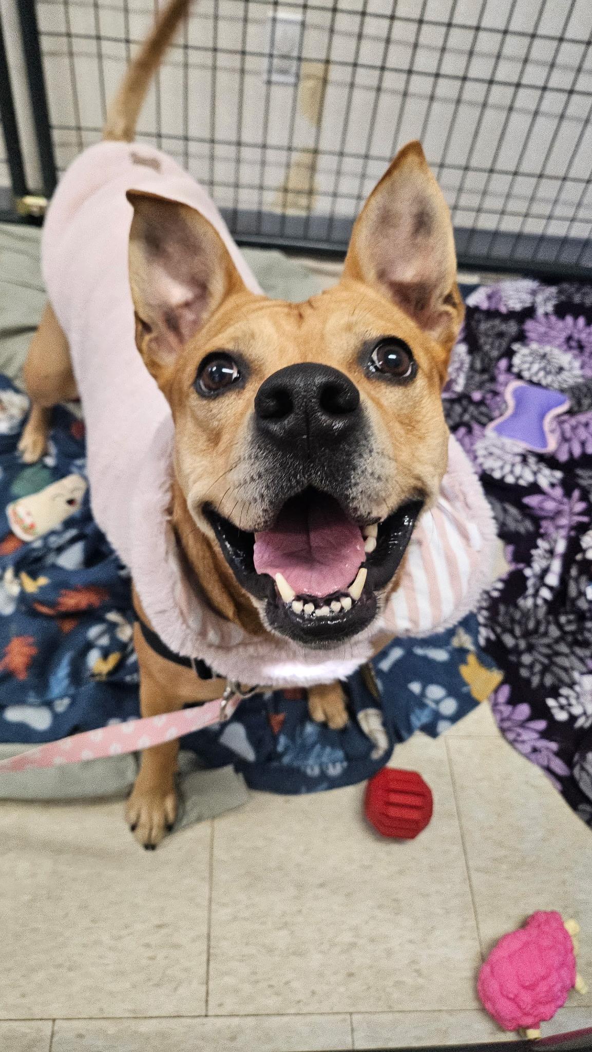 Enlarge Piper, a ADOPTABLE mixed breed in Salem, NH image 5/6