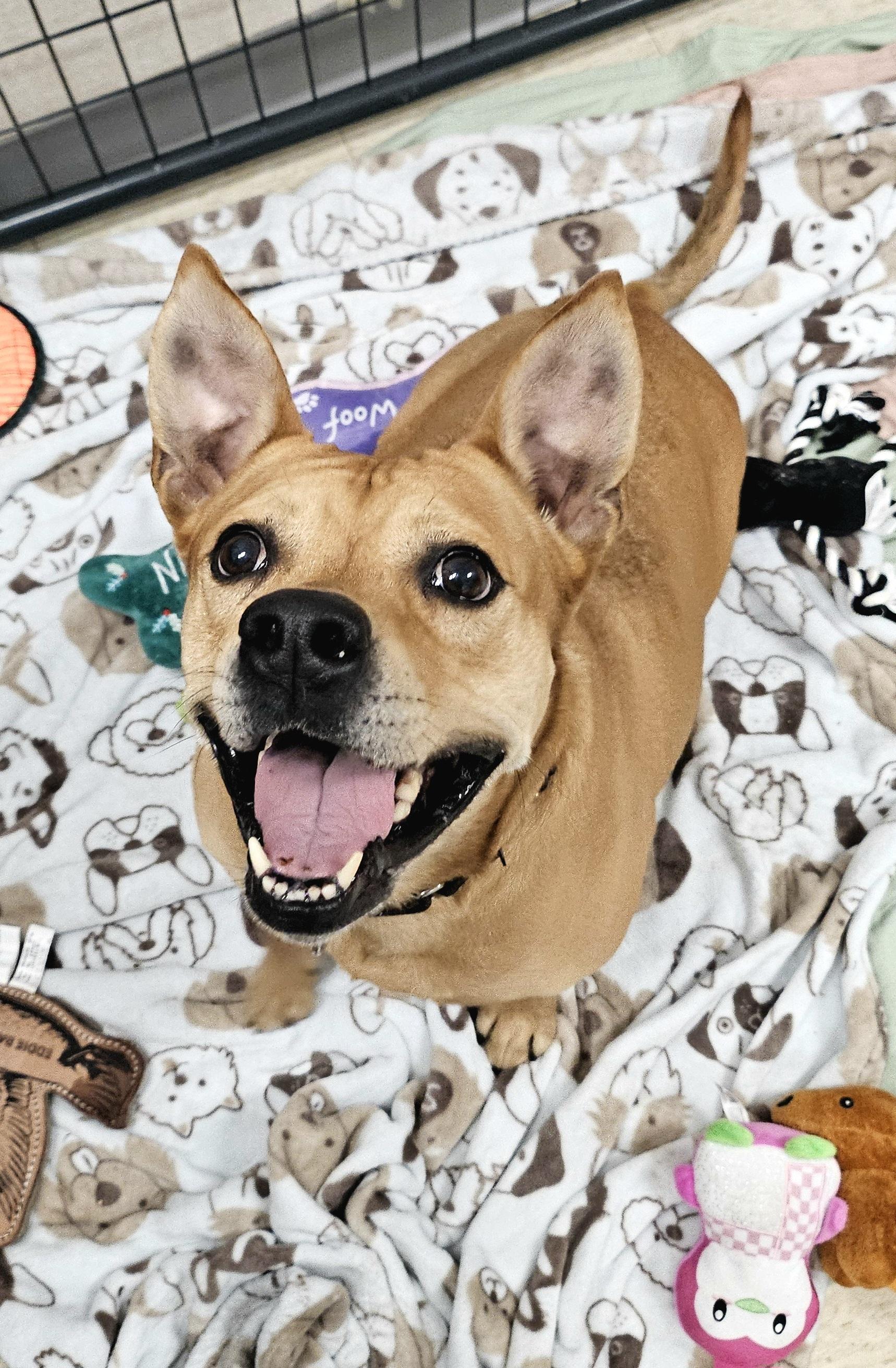 Piper, ADOPTABLE, Adult Female Mixed Breed.