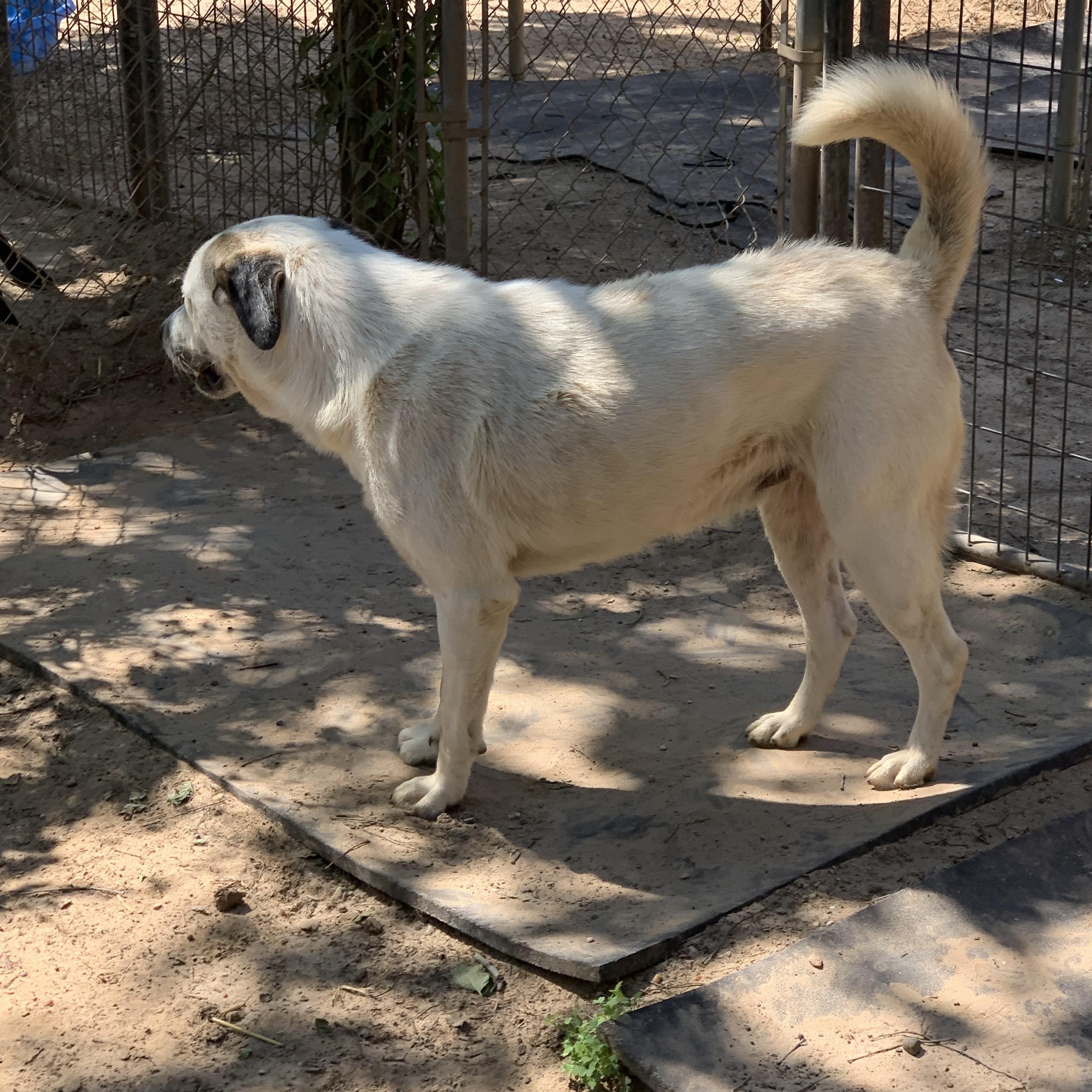 Wolfgang, Adoptable, Young Male Great Pyrenees.