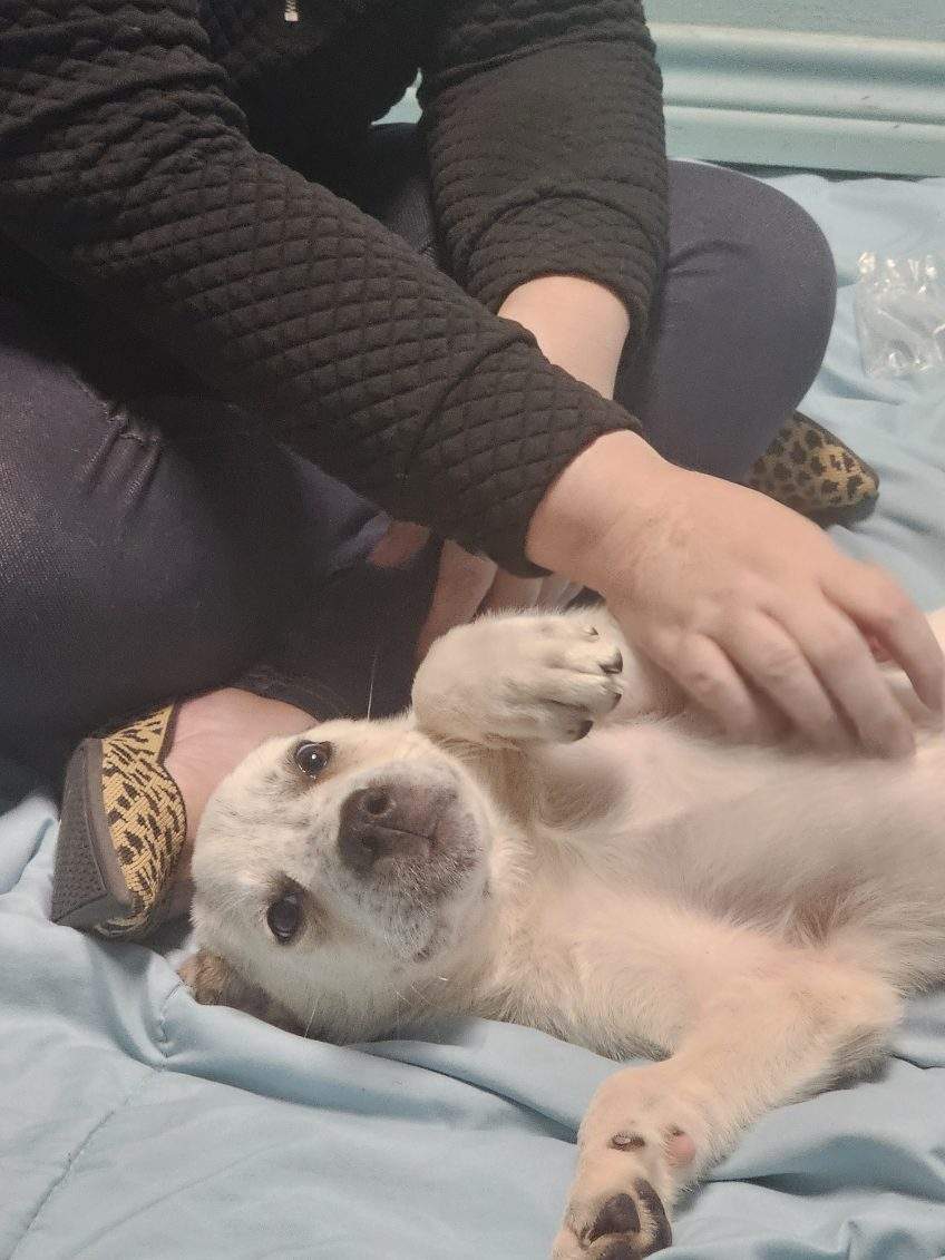 Wolfgang, Baby Male Great Pyrenees
