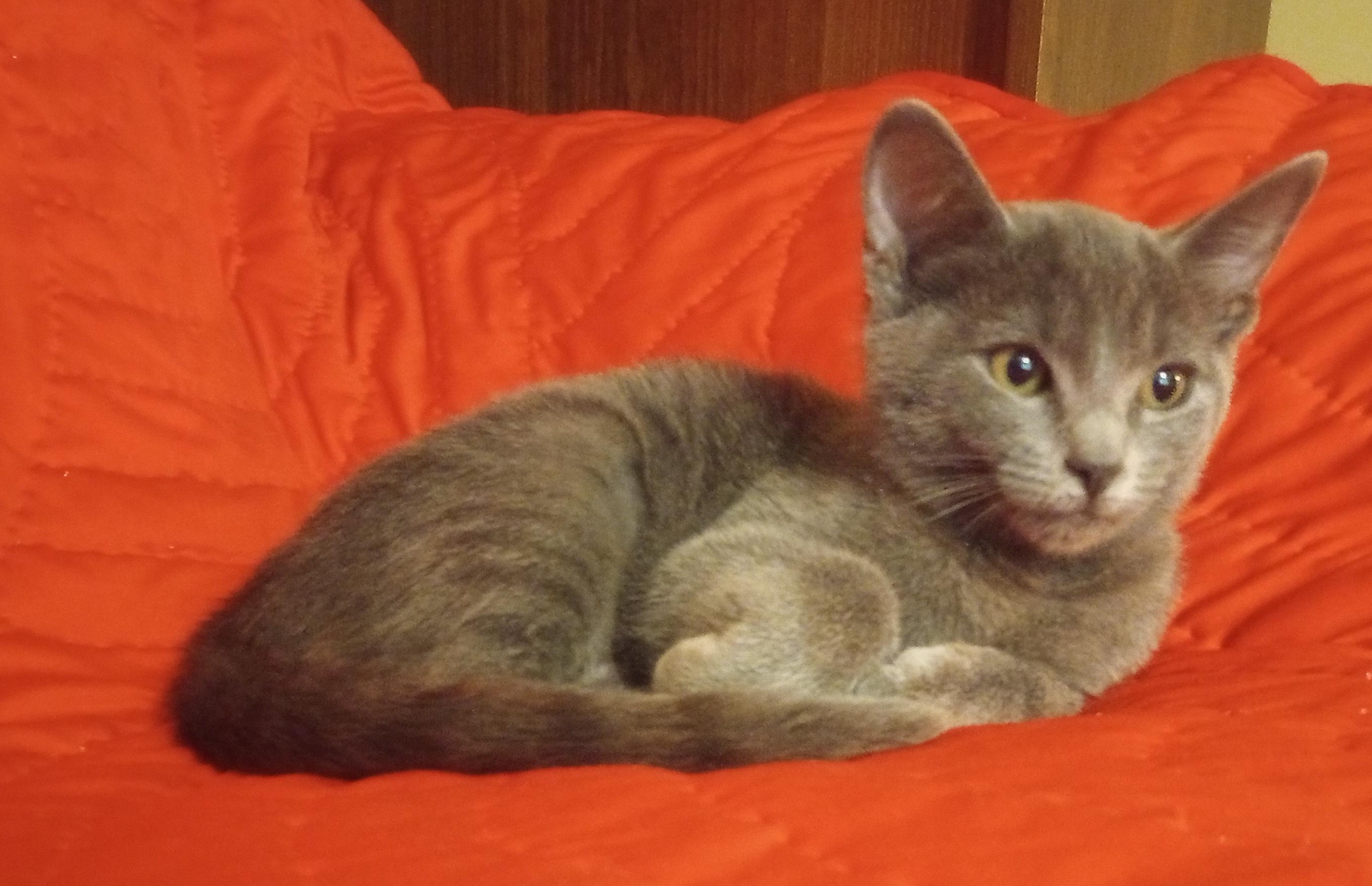Enlarge Chyna, a ADOPTABLE Domestic Short Hair in Smithfield, NC image 5/5