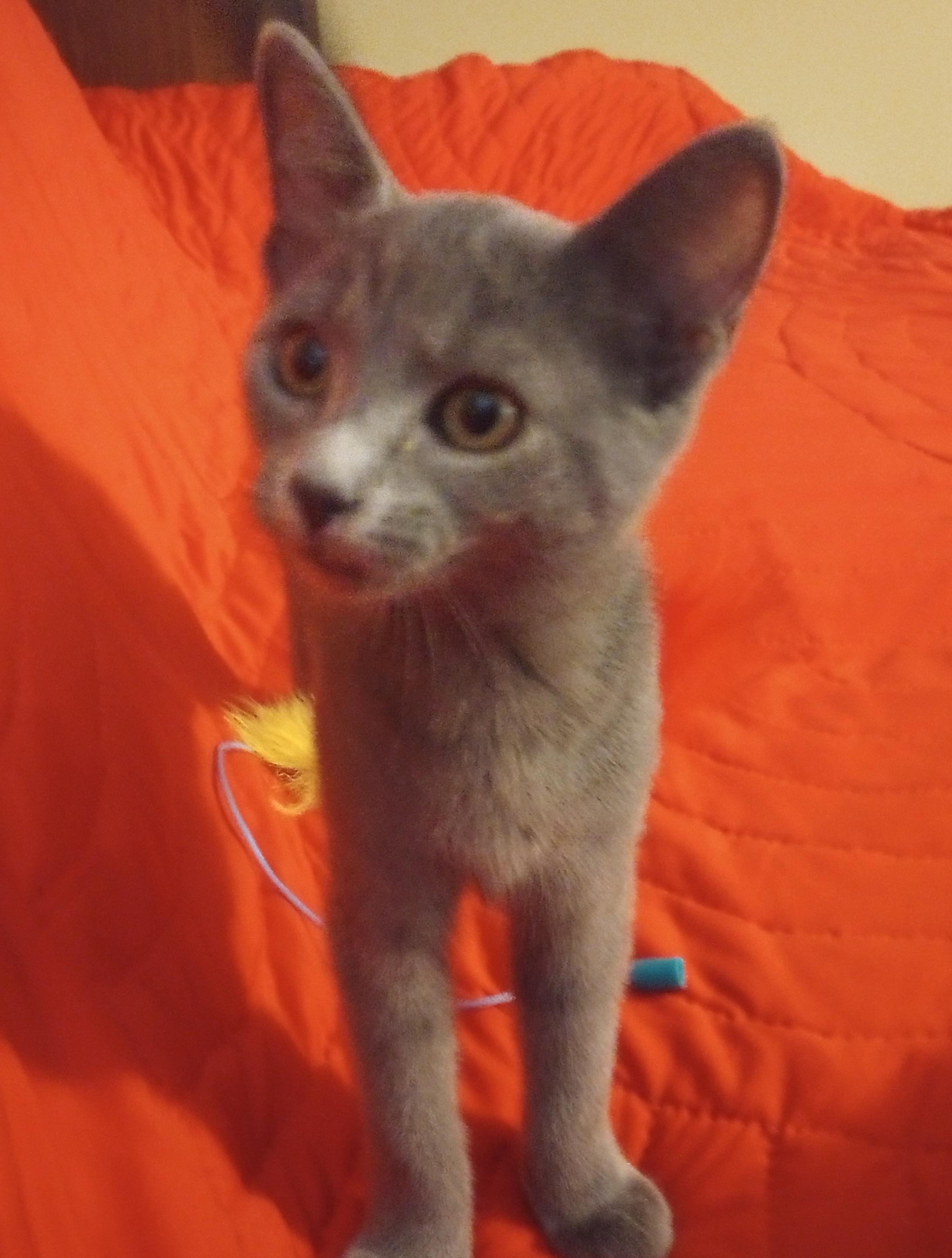 Enlarge Chyna, a ADOPTABLE Domestic Short Hair in Smithfield, NC image 4/5