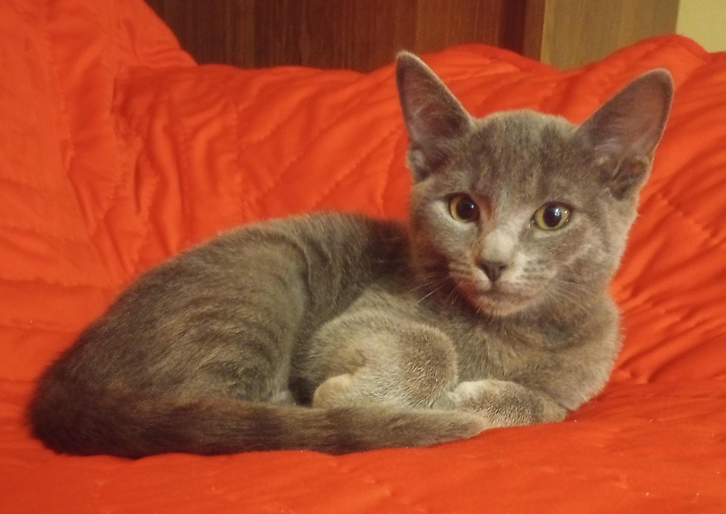 Enlarge Chyna, a ADOPTABLE Domestic Short Hair in Smithfield, NC image 3/5