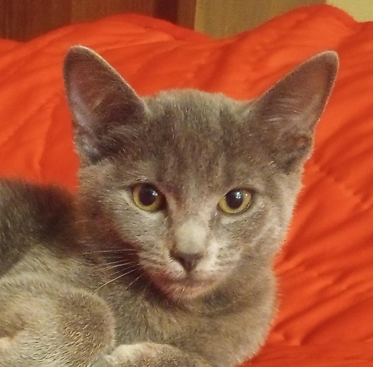 Chyna, ADOPTABLE, Kitten Female Domestic Short Hair.