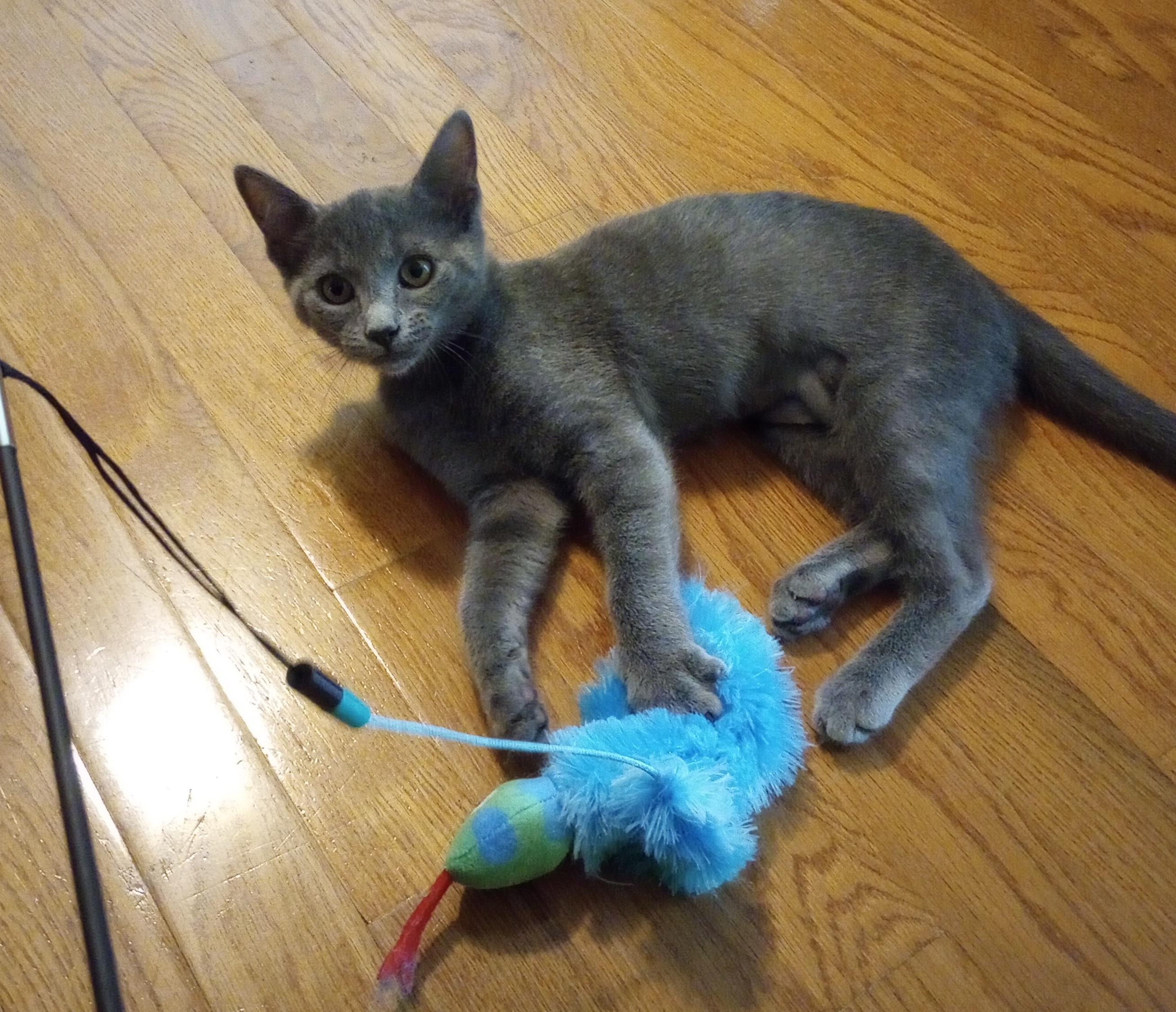 Enlarge Chyna, a ADOPTABLE Domestic Short Hair in Smithfield, NC image 2/5