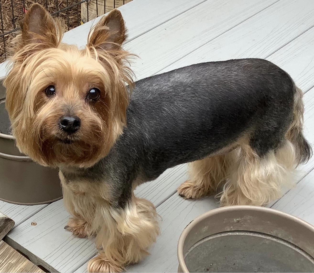 NYLA: 9 years old, 12.5 pounds, fostered in Harrisburg, PA, Adopted, Adult Female Yorkshire Terrier.