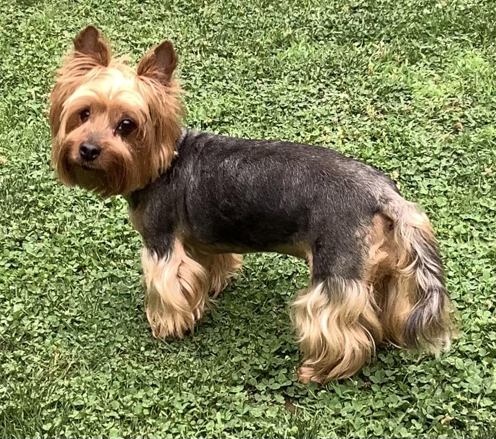 NYLA: 9 years old, 12.5 pounds, fostered in Harrisburg, PA, a Adopted Yorkshire Terrier in Whiting, NJ image 2/2