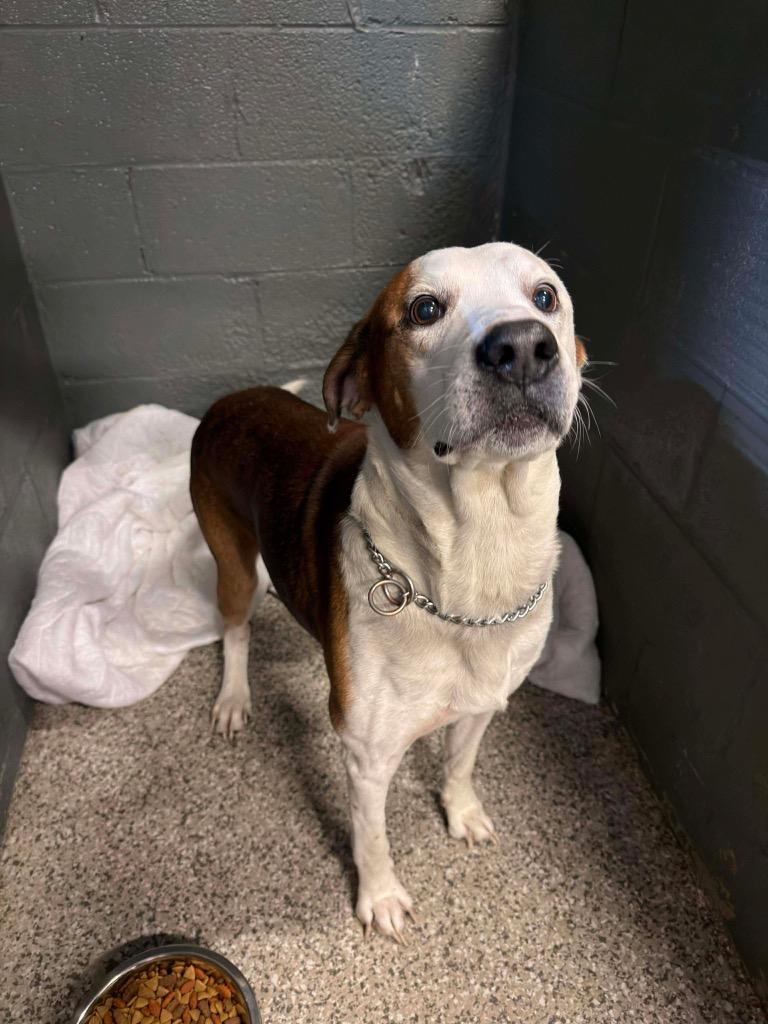 Enlarge Roscoe, a Adoptable mixed breed in Parsons, WV image 3/3