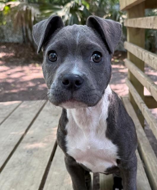 Enlarge Misty, an adopted Mixed Breed in Charleston, SC image 1/2