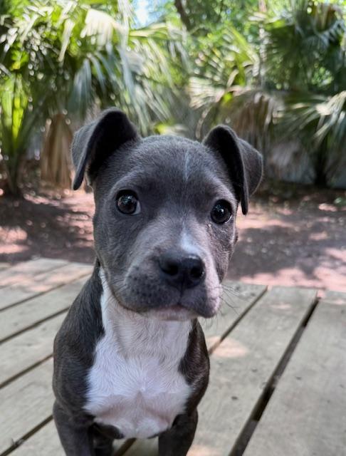 Enlarge Misty, an adopted Mixed Breed in Charleston, SC image 2/2