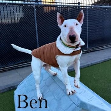 Enlarge Ben, an adopted Bull Terrier in Palm Desert, CA image 1/1