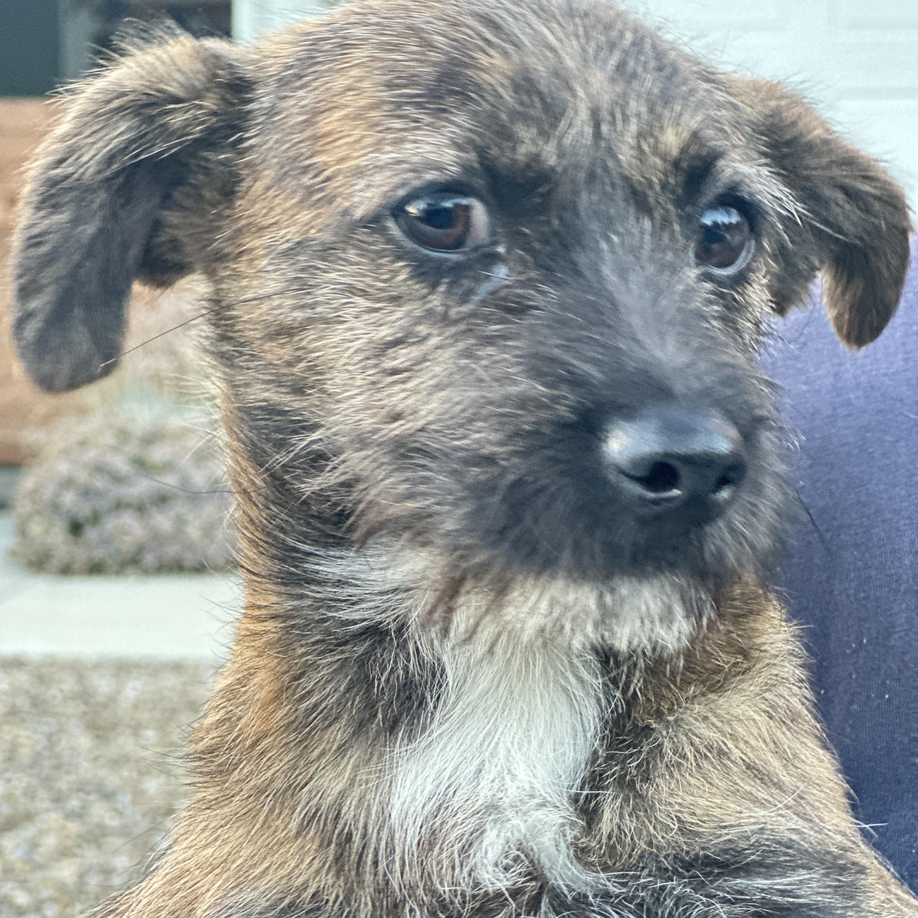 Puppy Boy Juan, Adopted, Young Male Chiweenie.