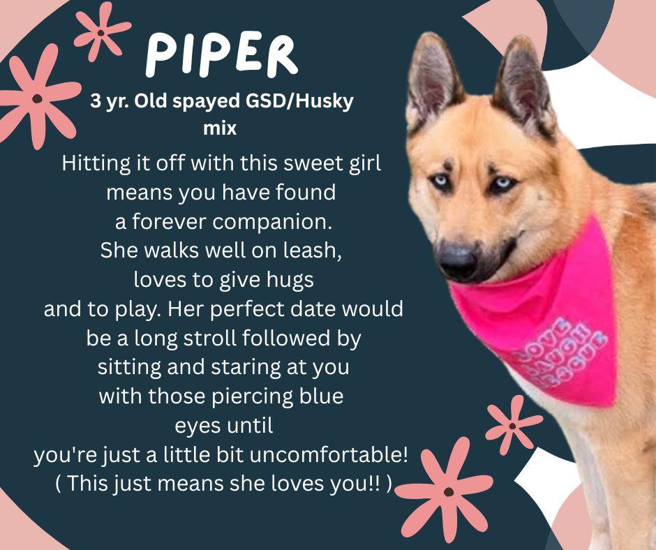 Piper, an adoptable German Shepherd Dog, Husky in Lincoln, MI, 48742 | Photo Image 2