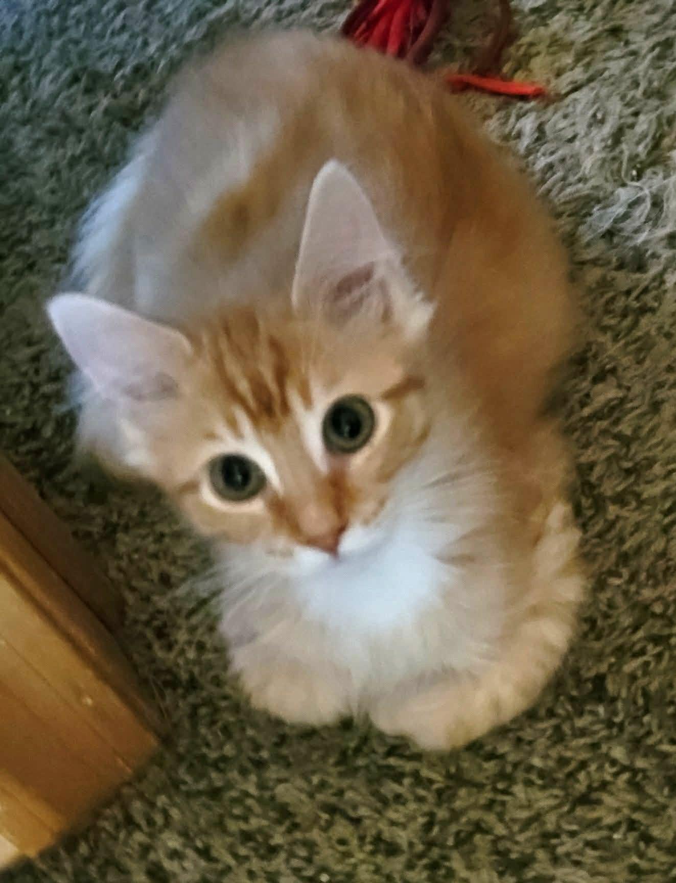 Enlarge Ginger Snap, an adopted Domestic Long Hair in Sioux Falls, SD image 2/2