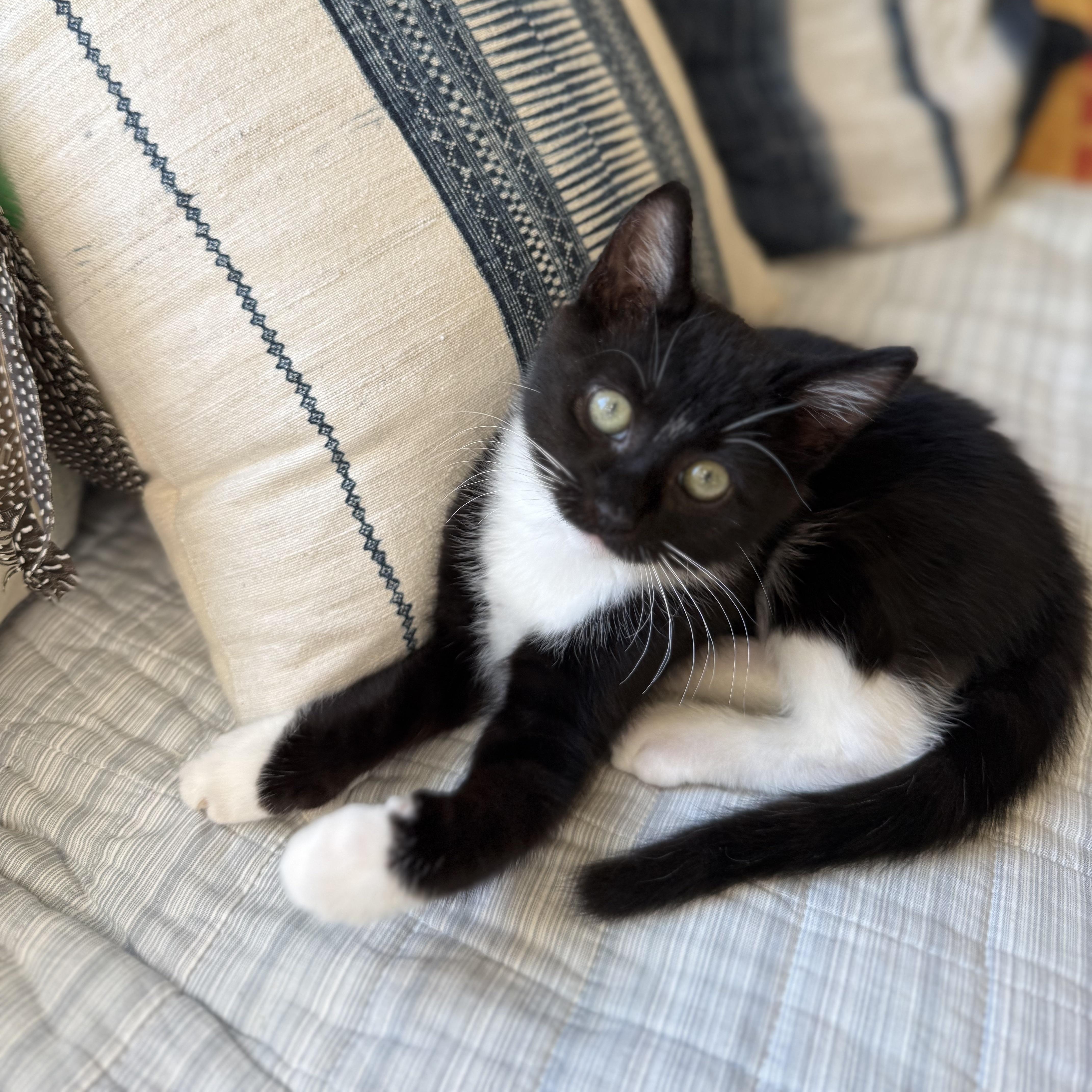 Enlarge Domino, a Adoptable Domestic Medium Hair in Union City, CA image 3/5