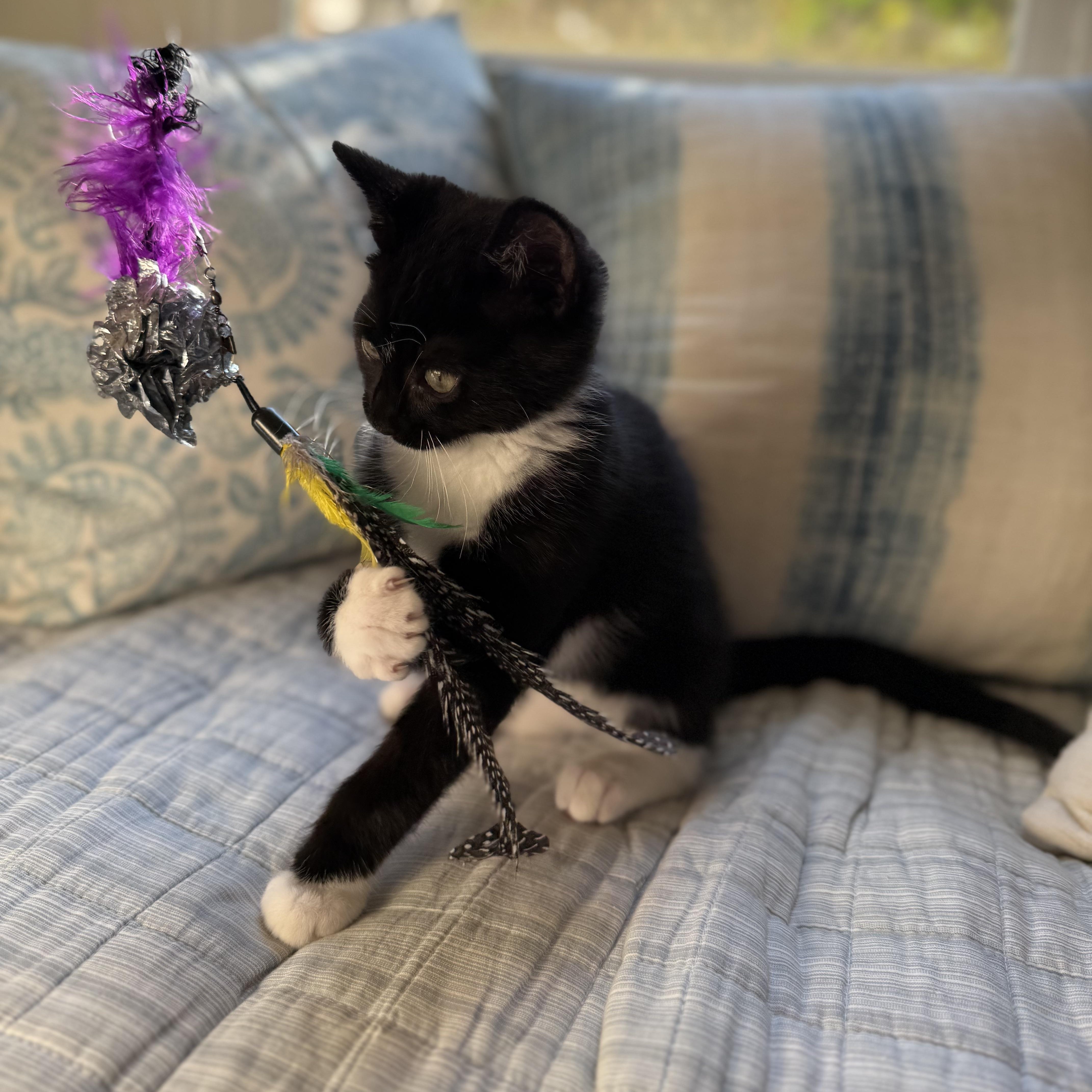 Enlarge Domino, a Adoptable Domestic Medium Hair in Union City, CA image 5/5