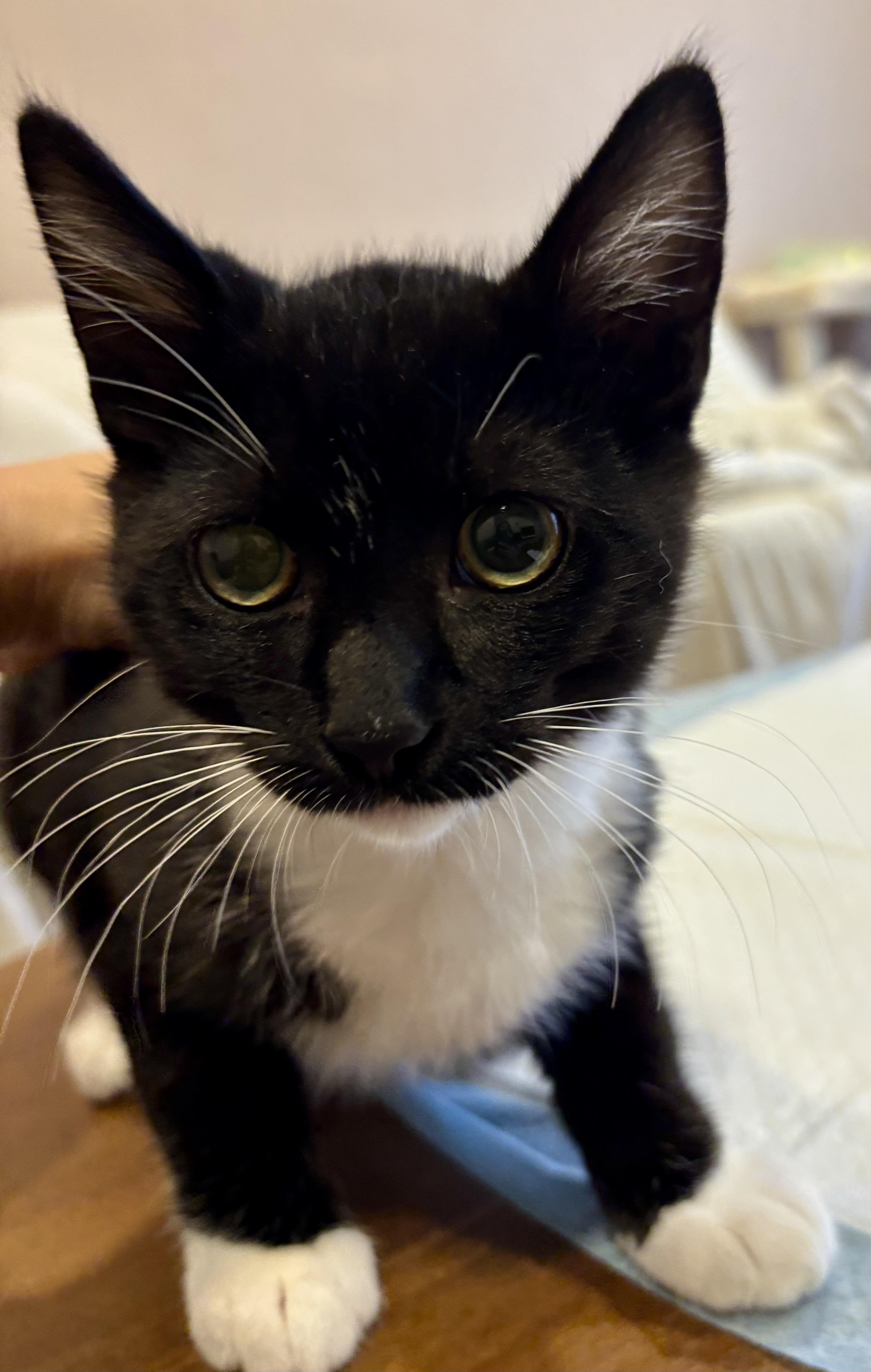 Enlarge Domino, a Adoptable Domestic Medium Hair in Union City, CA image 2/5