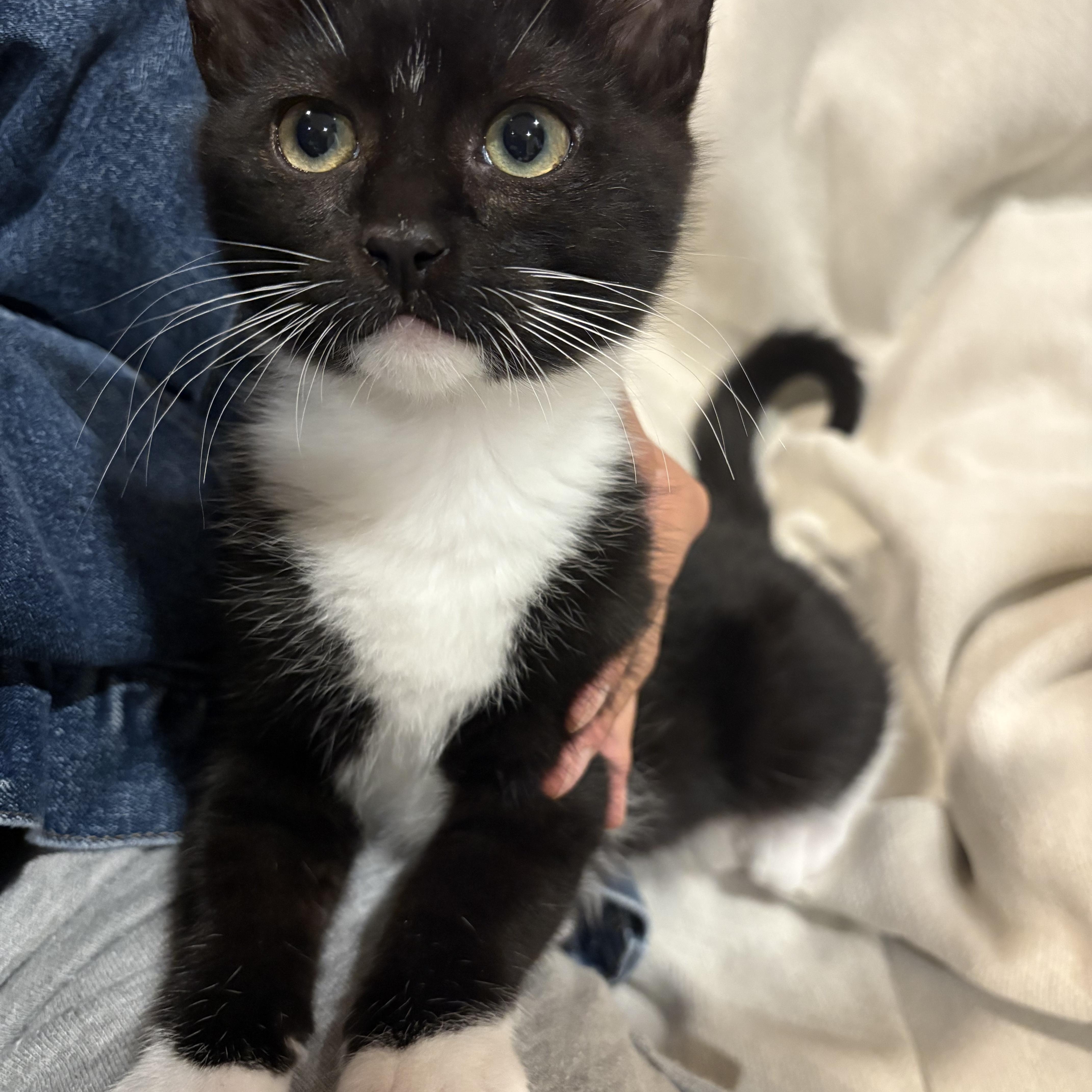 Enlarge Domino, a Adoptable Domestic Medium Hair in Union City, CA image 1/5