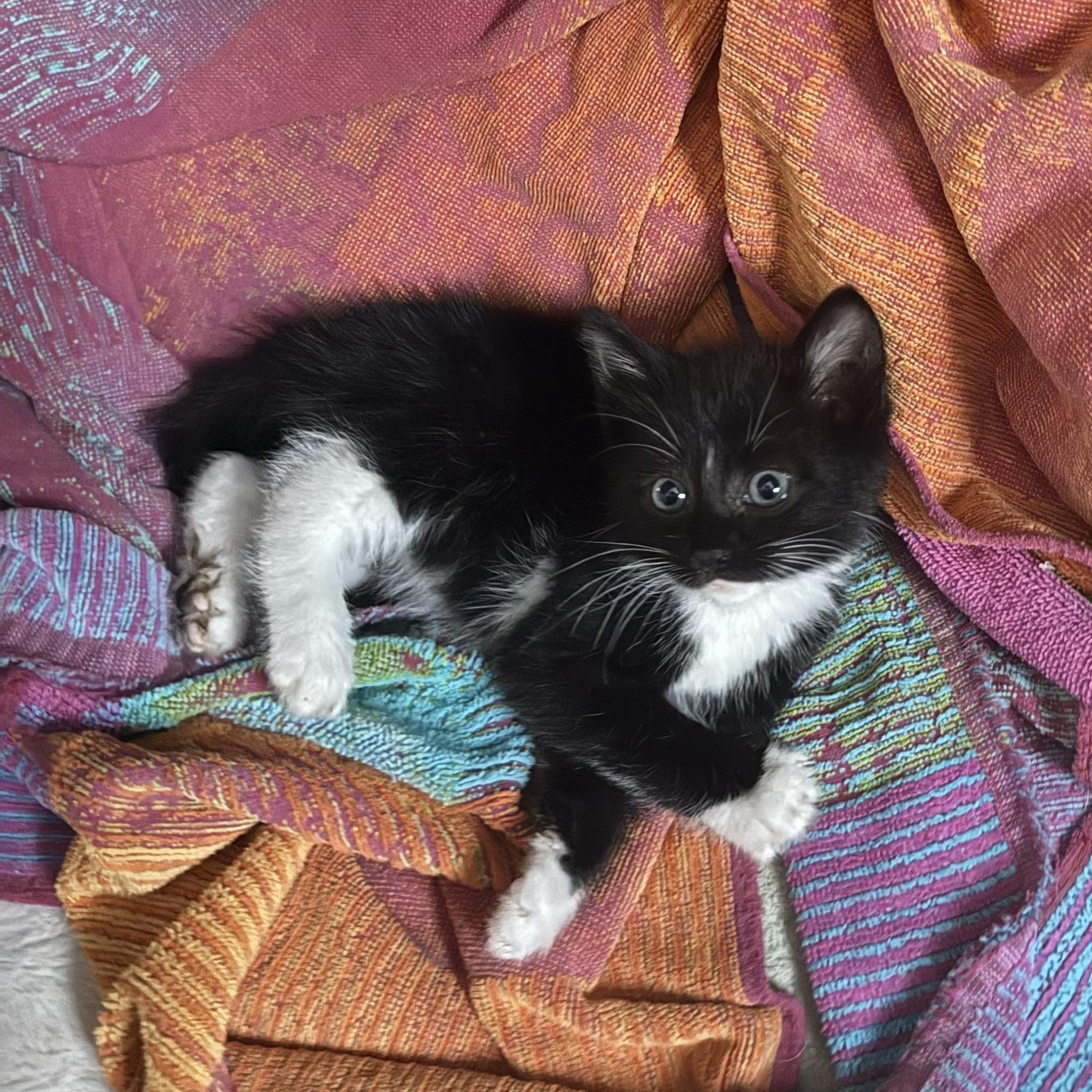 Enlarge Domino, a Adoptable Domestic Medium Hair in Union City, CA image 4/5