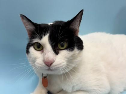 Enlarge Nińa, a Adoptable Domestic Short Hair in Woodbury, MN image 1/1
