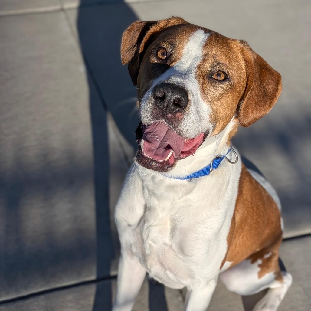 Waffles, Adoptable, Adult Male Mixed Breed.