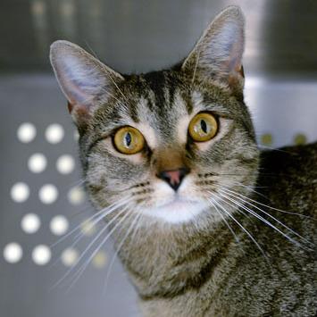 Amber, Adoptable, Adult Female Domestic Short Hair.