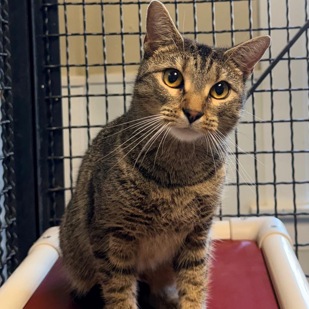 Amber, a Adoptable Domestic Short Hair in Fort Leavenworth, KS image 2/5