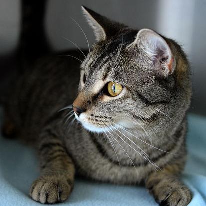 Amber, a Adoptable Domestic Short Hair in Fort Leavenworth, KS image 3/5