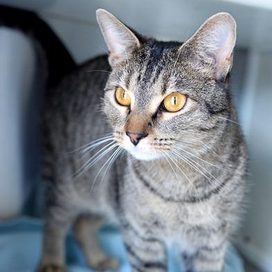 Amber, a Adoptable Domestic Short Hair in Fort Leavenworth, KS image 4/5