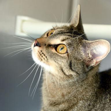 Amber, a Adoptable Domestic Short Hair in Fort Leavenworth, KS image 5/5