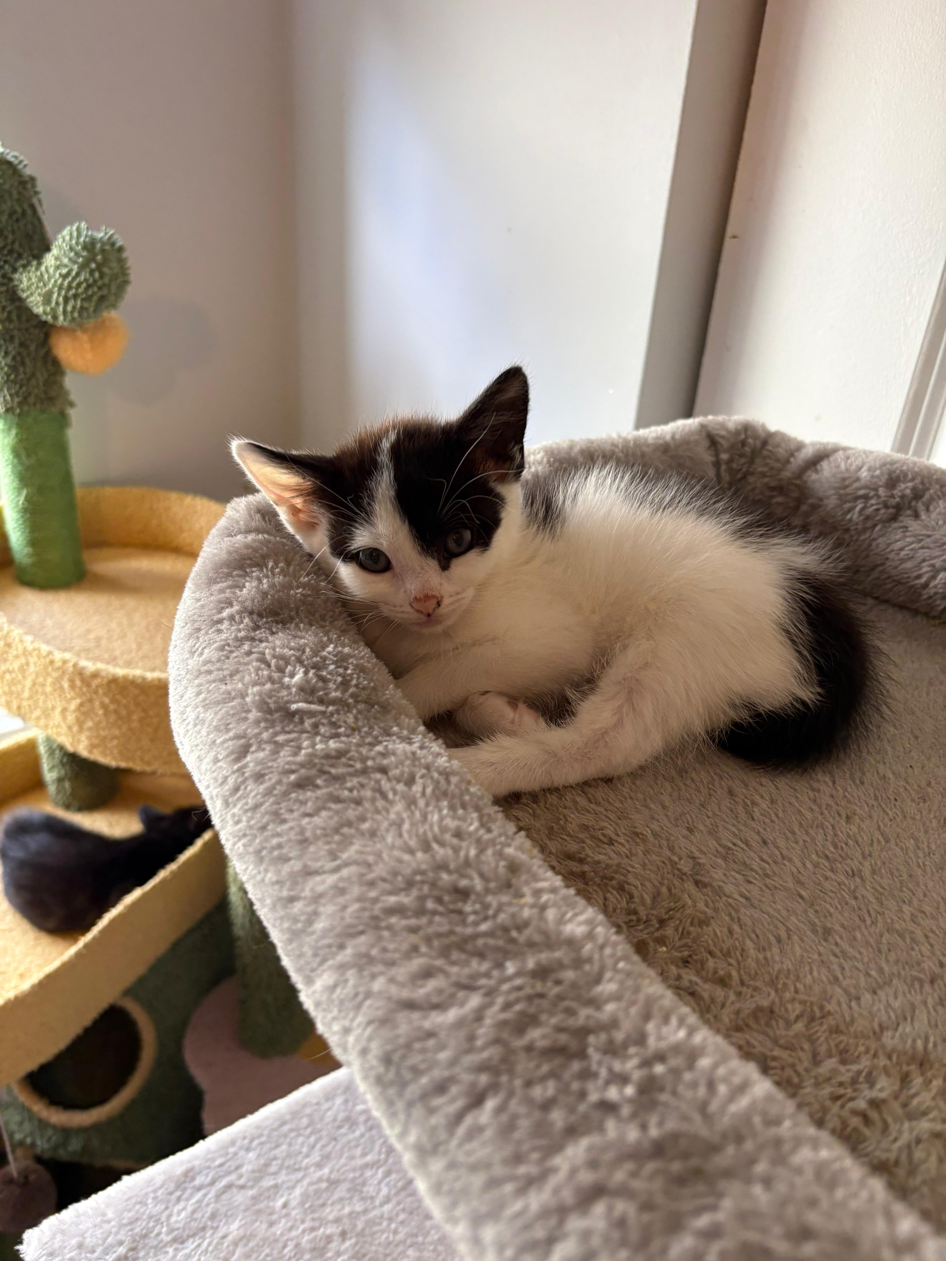 Enlarge Chex, an adopted Domestic Short Hair in Lauderhill, FL image 1/2