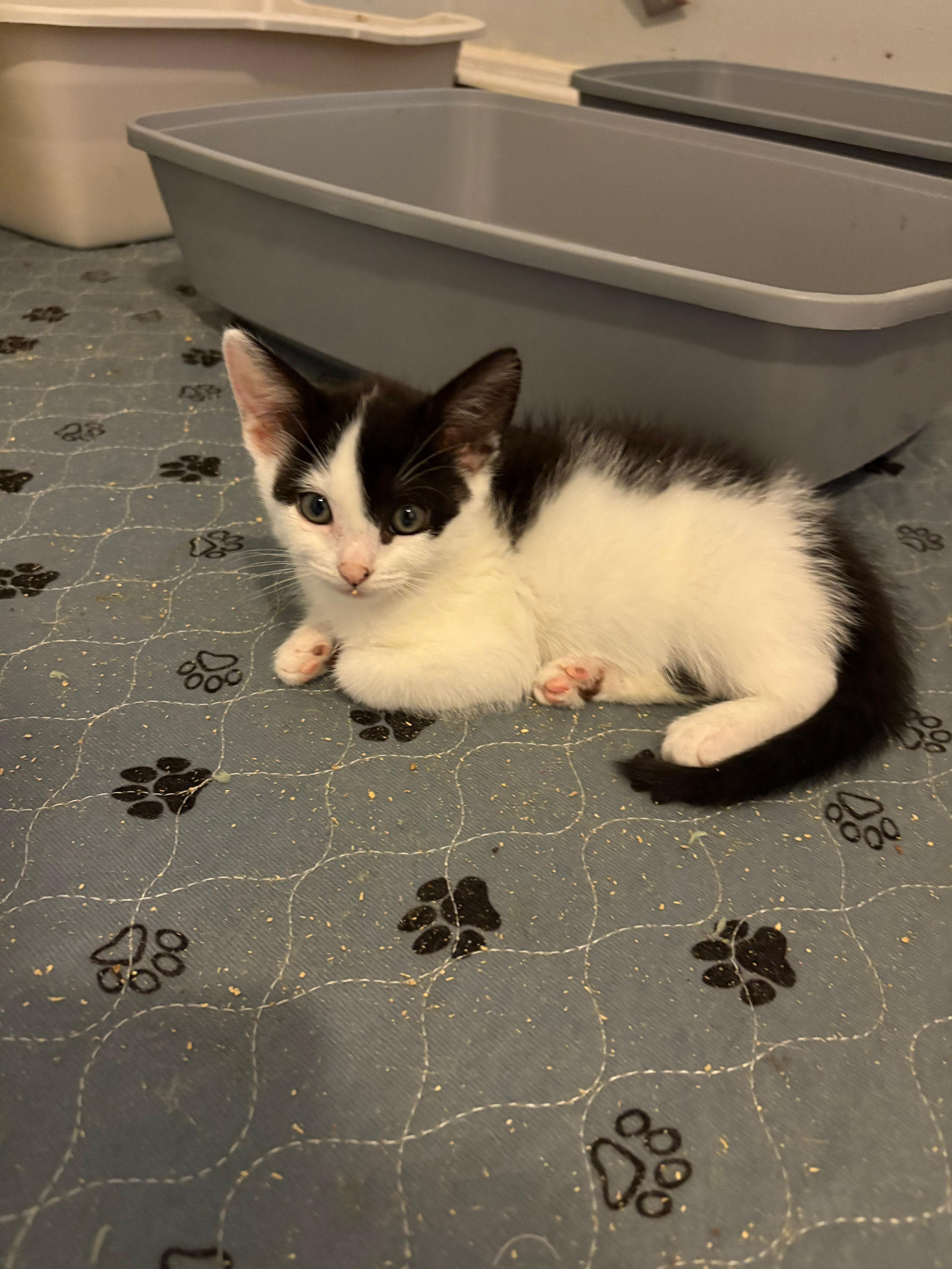 Enlarge Chex, an adopted Domestic Short Hair in Lauderhill, FL image 2/2