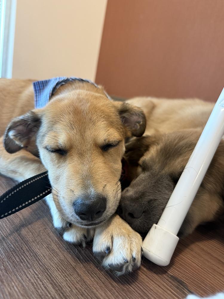 Chewy2, Adoptable, Puppy Male Mixed Breed & Australian Cattle Dog / Blue Heeler.