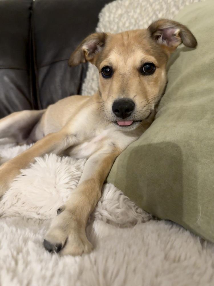 Chewy2, a Adoptable mixed breed in Littleton, CO image 3/4