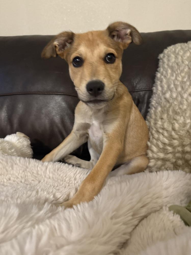 Chewy2, a Adoptable mixed breed in Littleton, CO image 4/4