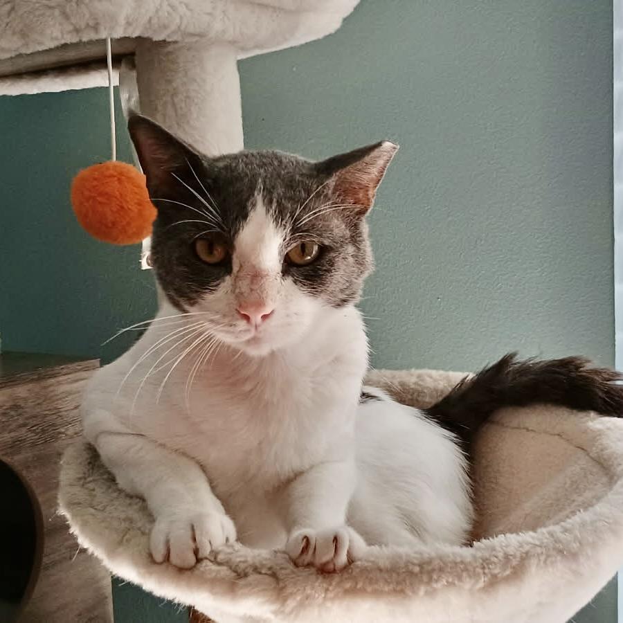 Enlarge Teddy, a Adoptable American Shorthair in COLORADO SPRINGS, CO image 4/6