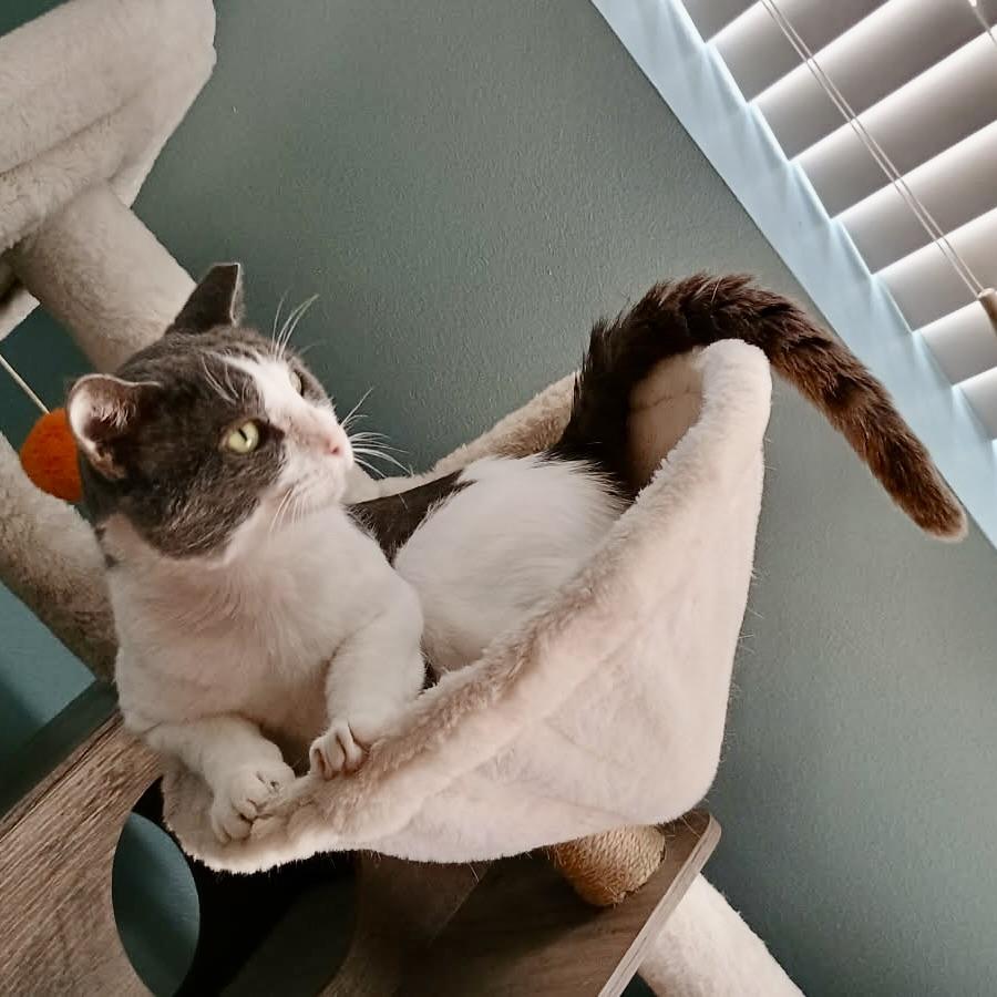 Enlarge Teddy, a Adoptable American Shorthair in COLORADO SPRINGS, CO image 3/6