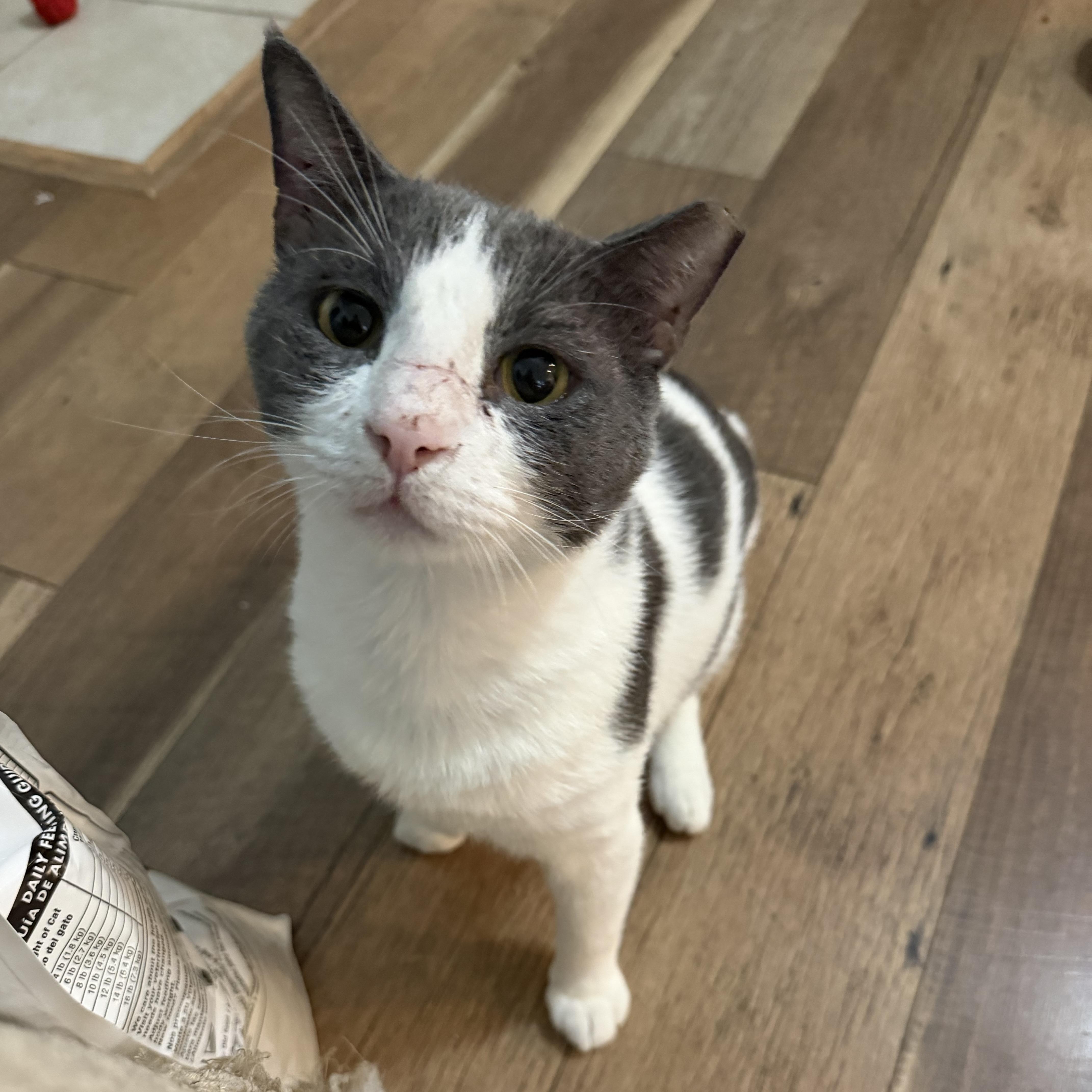 Enlarge Teddy, a Adoptable American Shorthair in COLORADO SPRINGS, CO image 6/6