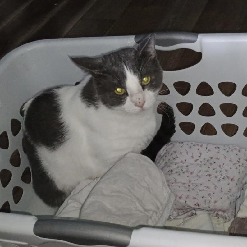 Enlarge Teddy, a Adoptable American Shorthair in COLORADO SPRINGS, CO image 2/6