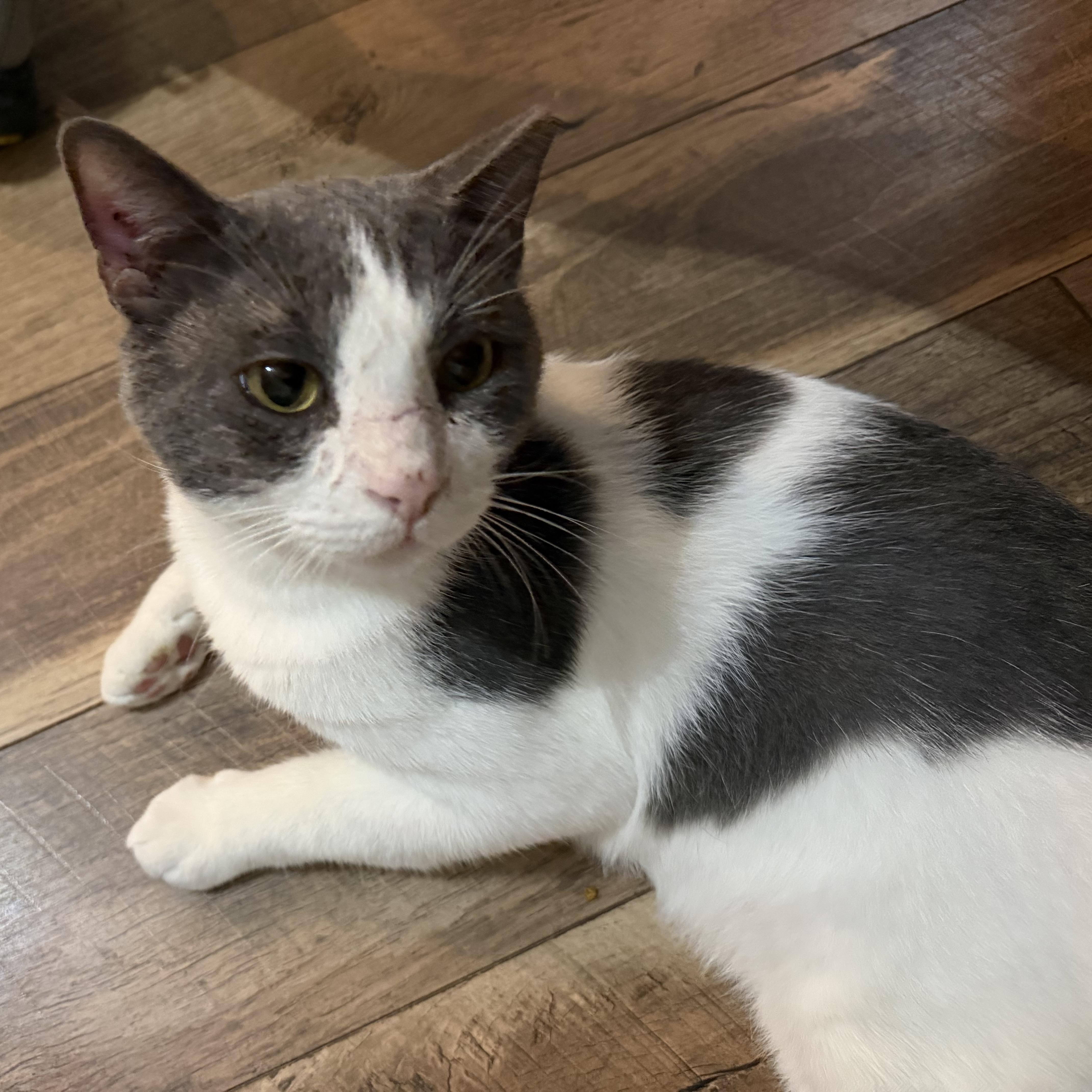 Enlarge Teddy, a Adoptable American Shorthair in COLORADO SPRINGS, CO image 5/6
