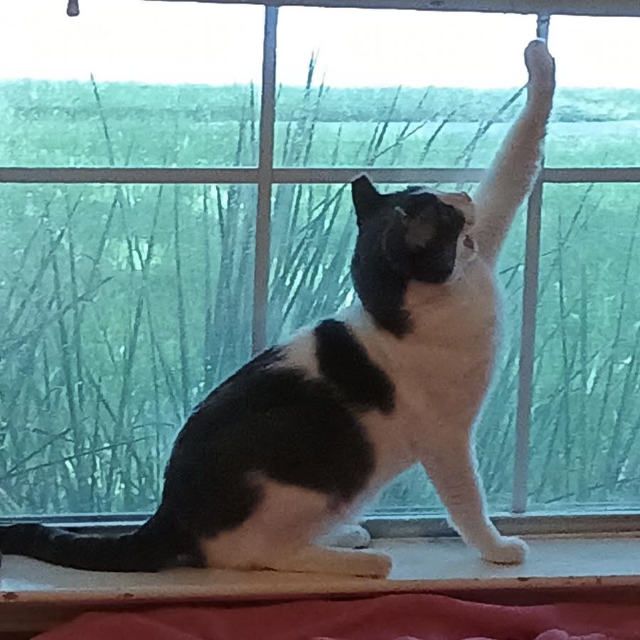 Teddy, Adoptable, Adult Male American Shorthair.