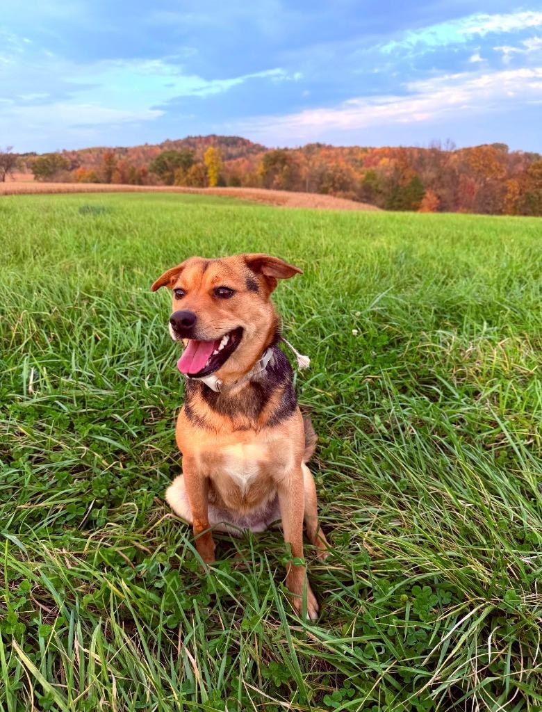 Nahla, Adoptable, Young Female Mixed Breed.