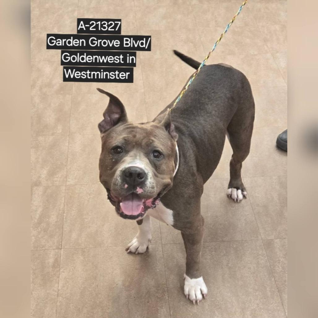 Mamas, Adoptable, Adult Female Pit Bull Terrier.