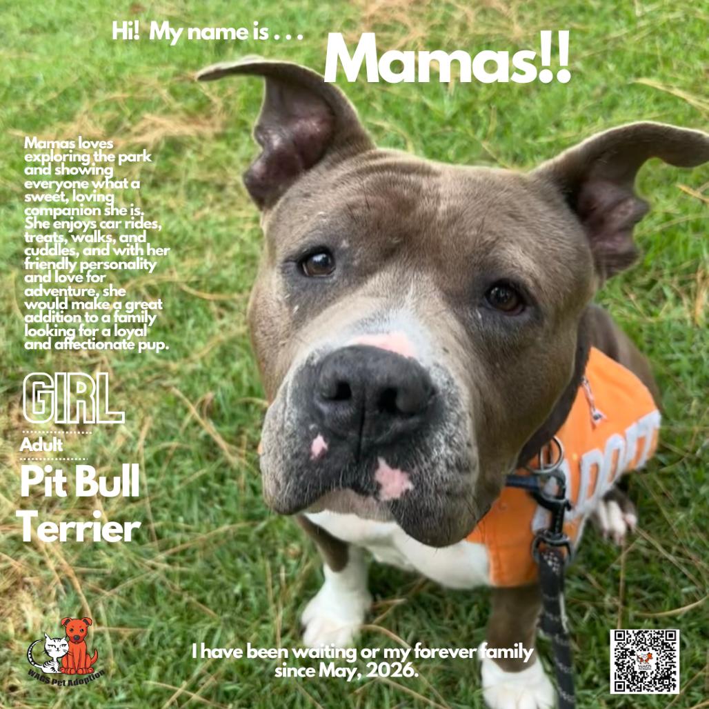 Mamas, a Adoptable Pit Bull Terrier in Westminster, CA image 2/3