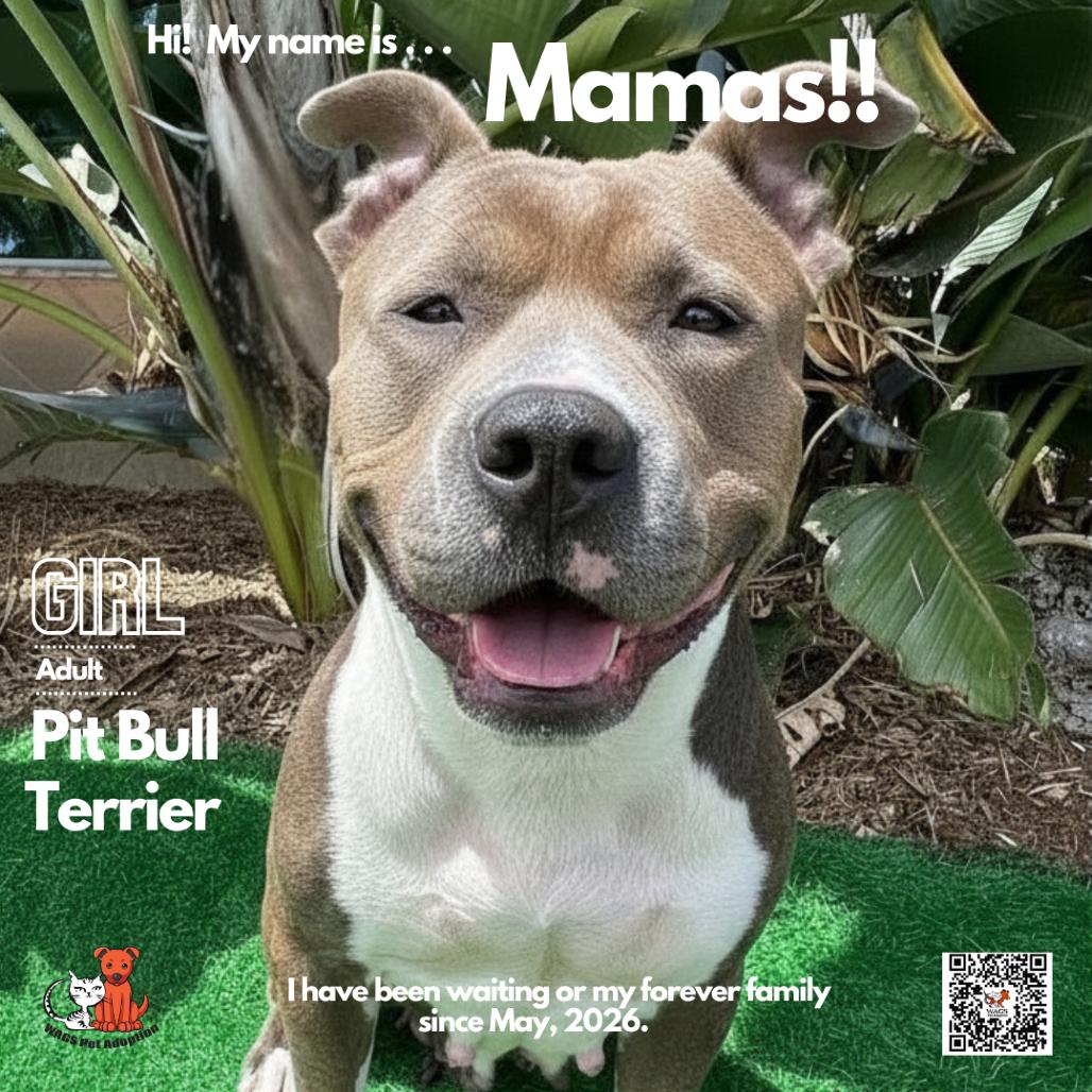 Enlarge Mamas, a Adoptable Pit Bull Terrier in Westminster, CA image 2/2