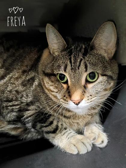 Freya, Adoptable, Adult Female Domestic Short Hair & Domestic Short Hair.
