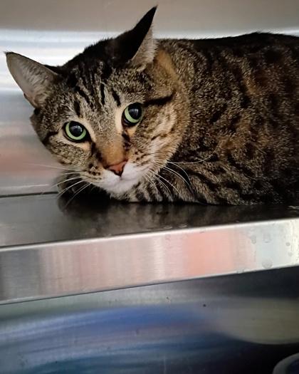 Enlarge Freya, a Adoptable Domestic Short Hair in Rhinelander, WI image 2/2