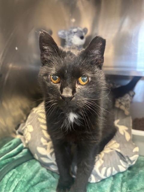 Enlarge Lacey, a Adoptable mixed breed in Pomona, NY image 1/1