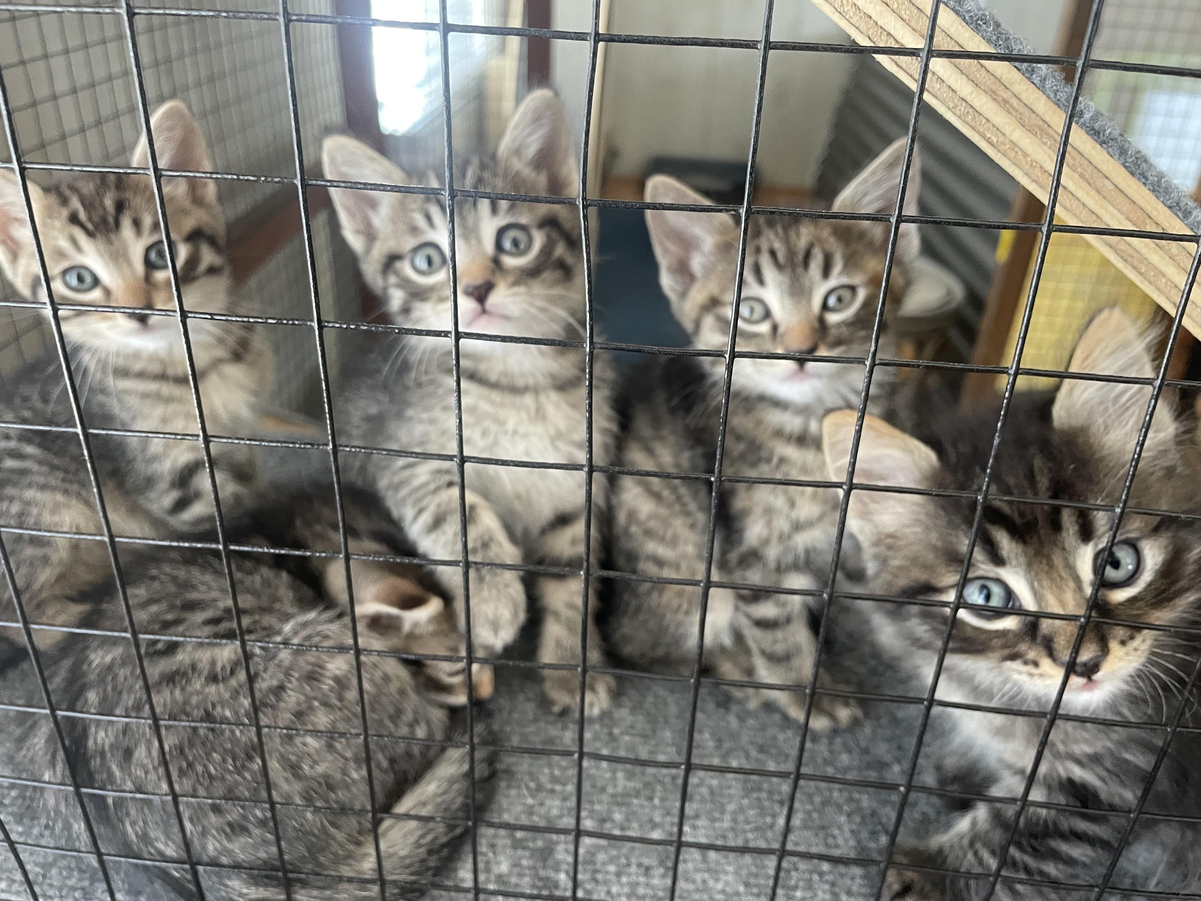 Oliver And Olivia thumbnail 2